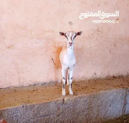  4 صلالي مقزم الاصلي سخال غزلاني