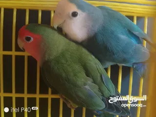  5 متاح جوز روز للبيع و جوز حب هوقو رومو فل وردات
