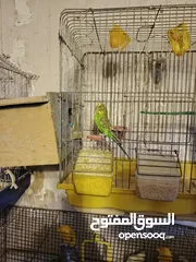  3 عصافير فراخ وقفاص عصافير