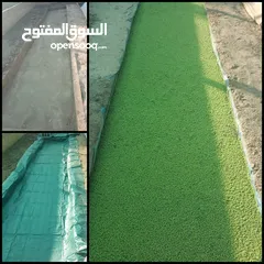  18 علف الازولا يزرع مره وينتج يوميا مدى الحياه للدجاج والمواشي وجميع الحويانات