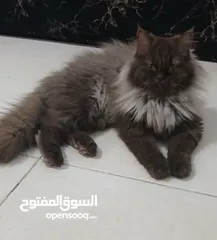  2 قطط للبيع نوع شانشلا