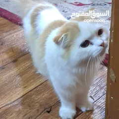  2 persian cats for adoption