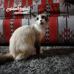  10 قطه رادغول للبيع
