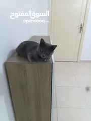  1 قطه للبيع  عمرها خمس اشهر   نوعه برتش  أليف جدا  ولونه gray