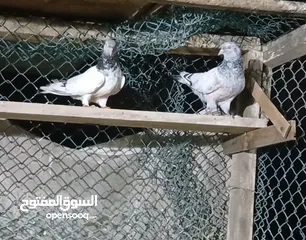  2 jeera Sharmila pigeon joke