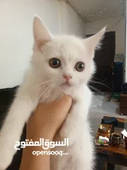  6 قطط شانشيلا بيور