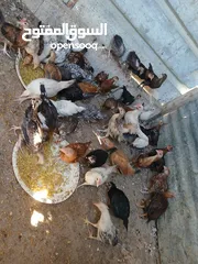  6 45 حبه بلديات فراخ ترقيد مش فقاسة وعلفهن شعير ونخاله حبات مقنوي صحه ونضافه صلاة النبي