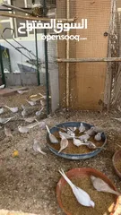  1 Dove bird pigeon دوف مكس للمهتمين للتربية منتج