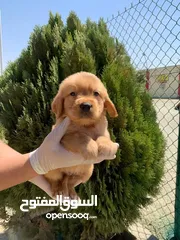  21 كلاب جيرمن شيبرد وجولدن ريتريفر مدربين وغير مدربين