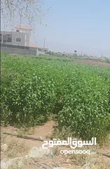  1 دنم و38 متر