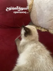  7 قطة هملايا انثى العمر شهرين للبيع
