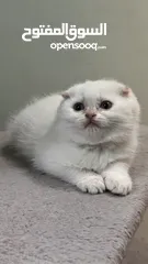  9 Scottish fold female  انثى سكوتش فولد