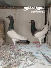  28 15 طير مخلف 4 يهودي رقبه شبر 4 مزههورات 4 نوري  1مخلف سلفر يهوديات نخب رقبه شبر 12 جوز يهودي