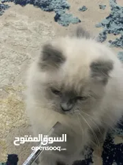 1 تم التبني للتبني قطه  لعوب وجميله عمرها 6 شهور