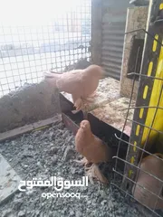  1 جوز مكويات شغلات صفر