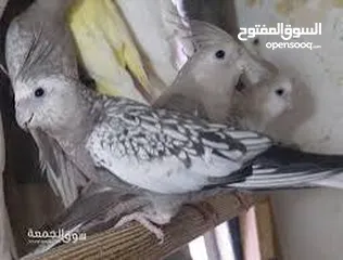  5 للبيع زوج كوكتيل مميز منتج بسعر ممتاز