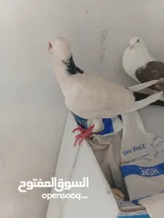  1 0حمام  طوابير تنتين منفاخ قلم وعجميه ذنبها اعصر شغلات ويوجد كمان غيرهن 19بين طوابير وفخول زق وكش