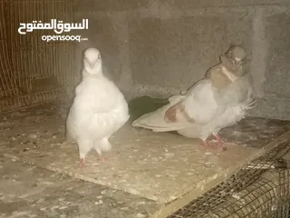  3 انواع طيور