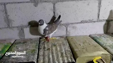  16 جواز حمام شغلات ميه بل ميه