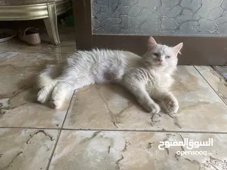  1 Pure Persian cat with two babies