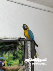  4 حبتين مكاو للبيع
