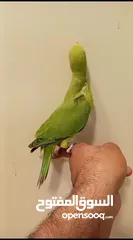  7 Green Ringneck parrot baby