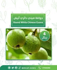  5 شتلات وأشجار الجوافة من مشتل الأرياف أسعار منافسة الأفضل في السوق  امرود کا درخت  guava