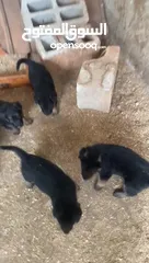  4 جراو جيرمن مستوى عالي وحبات بتجنن 35 يوم