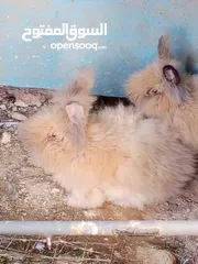  8 ارانب انجورا أصليات افراخ وكبار