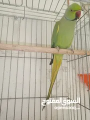  4 ذكرين درة هندي أخضر وتركواز ذكرين درة هندي أخضر وتركواز ذكرين درة هندي أخضر وتركواز