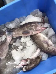  1 ‏للبيع سمك