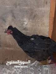  3 دجاجه عربيه سوده بدل بدجاجتين معمل ذبح