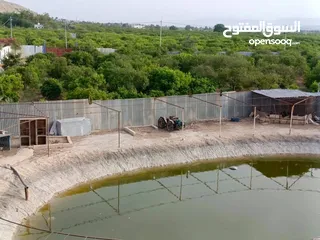  9 مزرعه مثمره للبيع