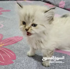  3 قطط شيرازي صغيرة