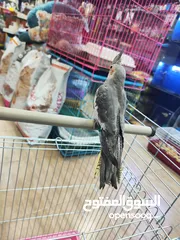  1 ببغاء كوكتيل اليف ، مع قفص و ستناد شاهد الوصف احلى هدية ، بالعيد لا تعايد خد طير لخطيبتك