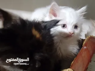  6 قطط للبيع السعار مشكله