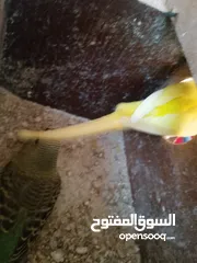  8 كوم حب  جوز تحتو فرخين وجه فطم  وجوز تحتو 3 فراخ عمر اسبوع  وجوز جنة  و 10 مخاليف حب ومطير