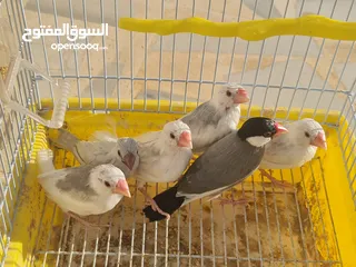  6 متاح جوزين جاوا مخاليف بايد لون ابيض والمنيوم وجوز لون اسود