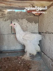  1 صيصان براهمي جامبو عمر شهرين