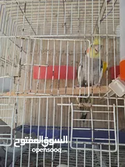 1 ببغاء كوكتيل