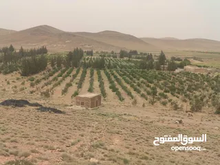  23 134-Hectare Farm for Sale in Morocco - مزرعة محفظة للبيع بمساحة 134 هكتار في منطقة ورزازات، المغرب