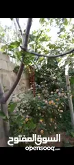  21 بيت ومنازل للبيع