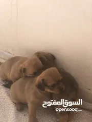  7 للبيع 4شيواوا pure