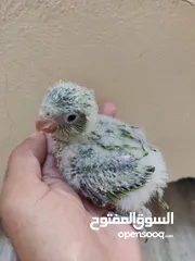  2 ببغاء سنغالي