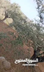  4 قطعة لرض للبيع