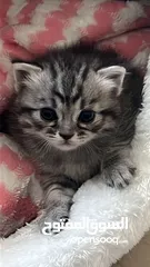  8 Kittens Mix, Shirazy/Ragdoll/Turkish قطط مكس شيرازي تركش و راجدول
