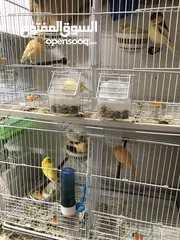  2 Canary Breading pair