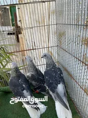  5 متاح جوّز مع اكم طيرة