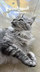  2 Main coon -male- Silver