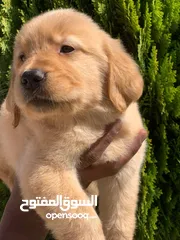  6 Golden retriever puppies